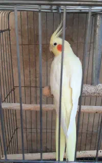 عروس هلندی جفت