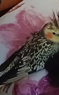 گمشده