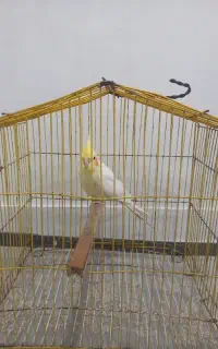 عروس هلندی سالم ماده
