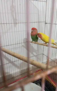 طوطی