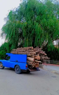 خرید چوب و درخت
