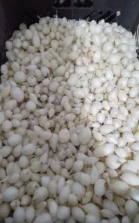 دو کیلیو پیاز راتا طلایی پاکت اصلی