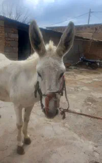 الاغ ماده