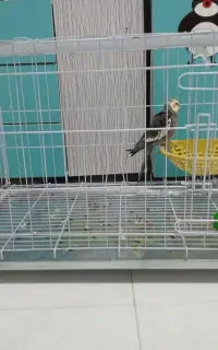 قفس پرنده
