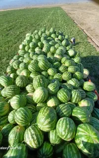 هندوانه جوین درجه ۱