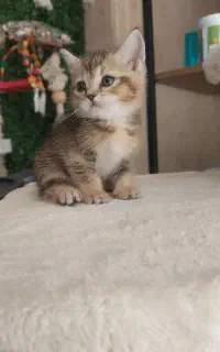 بچه گربه بریتیش نقاشی خدا