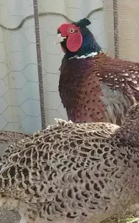 کود مرغ آمریکایی
