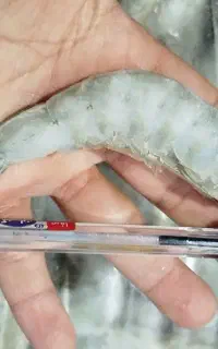 فروش میگوی پرورشی بصورت عمده و خورده