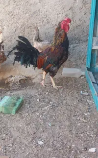 خروس