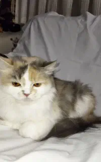 واگذاری گربه خانگی پرشین با شناسنامه