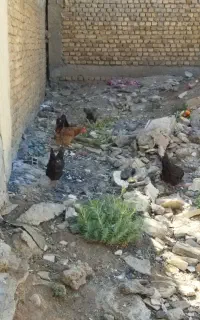 مرغ