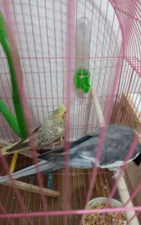 طوطی