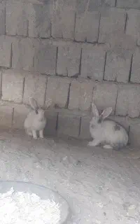 خرگوش بارنگهای مختلف بزرگ فروشی