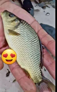 بچه ماهی کپور امور بیگهد فتیفاک