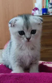 گربه اسکاتیش