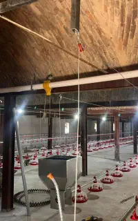 نیروی کار در مرغداری