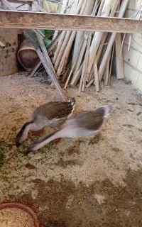فروش قوغاز