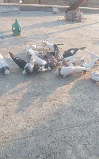 حدوده ۶جفت طوقی رنگی عالی هم هوایی هم زمینی