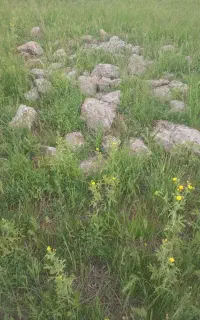 ذبح گوسفند قربانی