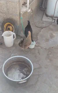 مرغ عربی