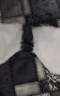 دستکش پشمی