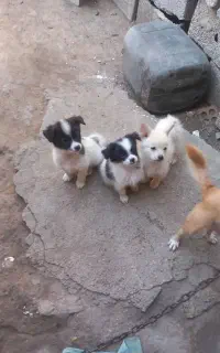 توله سگ پاکوتاه