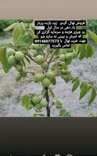 3فروش و عرضه انواع نهال  بصورت نقد. و‌چک.