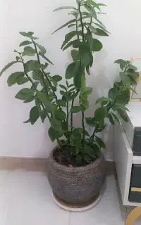 گل و گلدان بسیار سرحال و تمیز