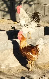 خروس محلی وجوان