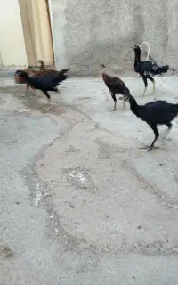 جوجه لاری اصل