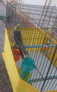 عروس هلندی گم شده