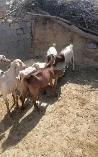 فروش 6عدد بز نژدی درجه یک به فروش می‌رسد