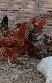 مرغ و خروس