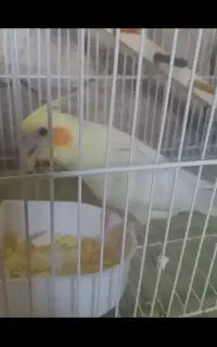 گمشده