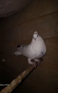 کبوتر