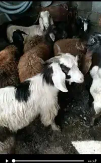 بزغاله نر جنسی دورگ‌پاکستانی سالم تضمینی