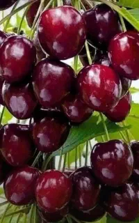 بزرگترین تولید کننده نهال گیلاس تکدانه