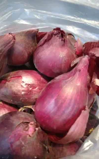 پیاز قرمز درجه ۱