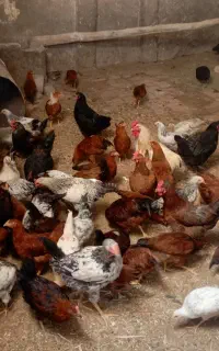 فروش مرغ