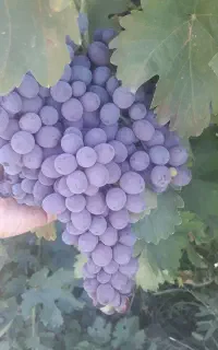 انگور بی دانه ترکمن