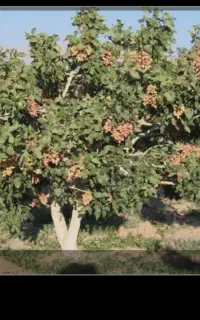کارگر کشاورزی