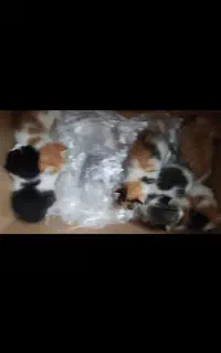 بچه گربه