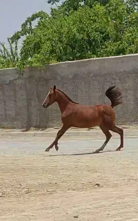 اسب مادیان کرد خالص
