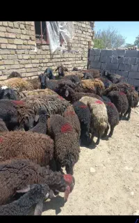 سرمایه گذار در دام دشتی