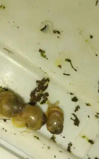 جوجه حلزون آلبینو مولد