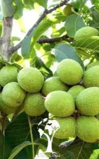 فروش ویژه انواع گردو