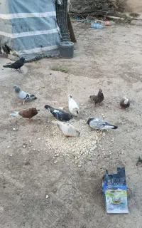 کبوتر فروشی