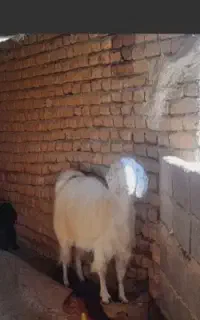 بزکله‌شکم۱آبست
