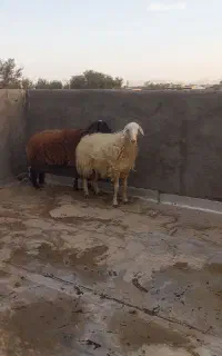 گوسفند
