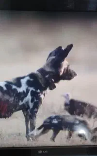 نصب همه نوع آنتن